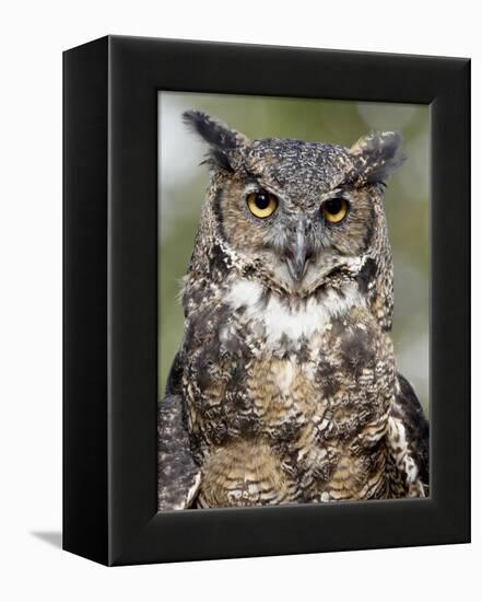 Great Horned Owl (Bubo Virginianus) in Captivity, Wasilla, Alaska, USA-James Hager-Framed Premier Image Canvas