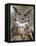 Great Horned Owl (Bubo Virginianus) in Captivity, Wasilla, Alaska, USA-James Hager-Framed Premier Image Canvas