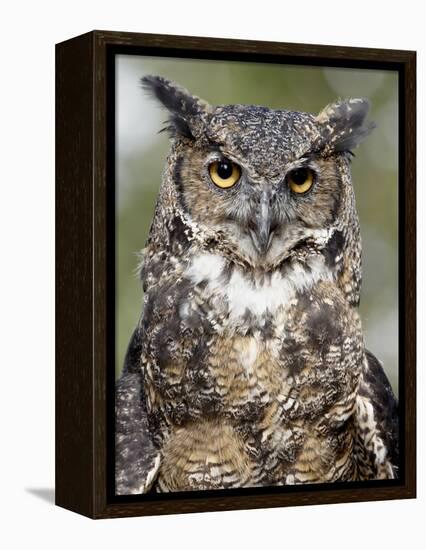 Great Horned Owl (Bubo Virginianus) in Captivity, Wasilla, Alaska, USA-James Hager-Framed Premier Image Canvas