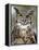 Great Horned Owl (Bubo Virginianus) in Captivity, Wasilla, Alaska, USA-James Hager-Framed Premier Image Canvas