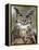 Great Horned Owl (Bubo Virginianus) in Captivity, Wasilla, Alaska, USA-James Hager-Framed Premier Image Canvas