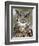 Great Horned Owl (Bubo Virginianus) in Captivity, Wasilla, Alaska, USA-James Hager-Framed Photographic Print