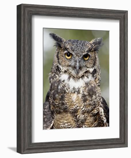 Great Horned Owl (Bubo Virginianus) in Captivity, Wasilla, Alaska, USA-James Hager-Framed Photographic Print