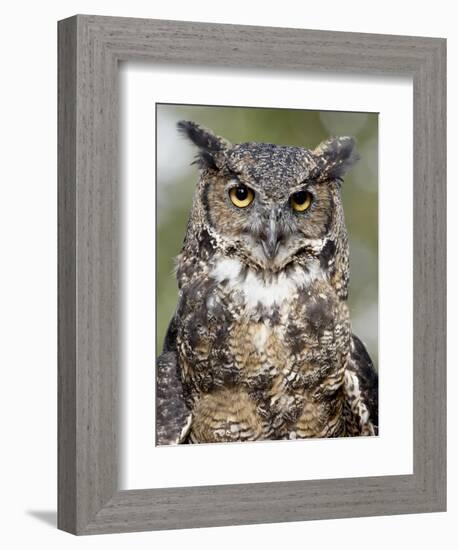 Great Horned Owl (Bubo Virginianus) in Captivity, Wasilla, Alaska, USA-James Hager-Framed Photographic Print