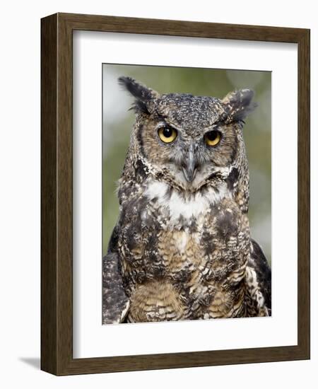 Great Horned Owl (Bubo Virginianus) in Captivity, Wasilla, Alaska, USA-James Hager-Framed Photographic Print