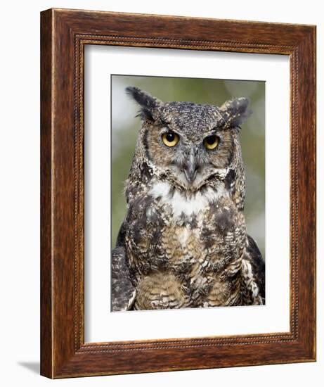 Great Horned Owl (Bubo Virginianus) in Captivity, Wasilla, Alaska, USA-James Hager-Framed Photographic Print