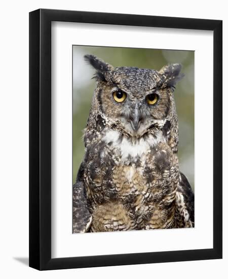 Great Horned Owl (Bubo Virginianus) in Captivity, Wasilla, Alaska, USA-James Hager-Framed Photographic Print