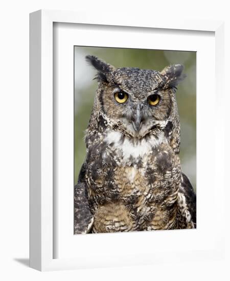 Great Horned Owl (Bubo Virginianus) in Captivity, Wasilla, Alaska, USA-James Hager-Framed Photographic Print