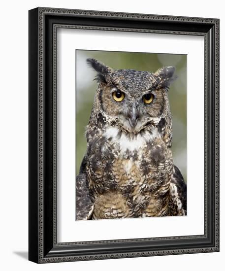 Great Horned Owl (Bubo Virginianus) in Captivity, Wasilla, Alaska, USA-James Hager-Framed Photographic Print