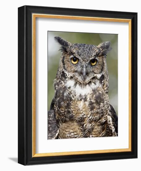 Great Horned Owl (Bubo Virginianus) in Captivity, Wasilla, Alaska, USA-James Hager-Framed Photographic Print