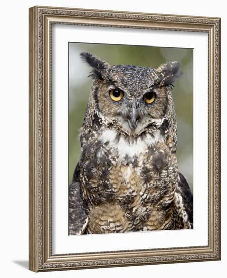 Great Horned Owl (Bubo Virginianus) in Captivity, Wasilla, Alaska, USA-James Hager-Framed Photographic Print