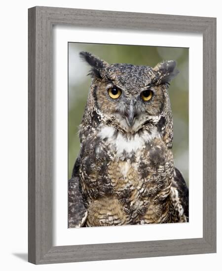 Great Horned Owl (Bubo Virginianus) in Captivity, Wasilla, Alaska, USA-James Hager-Framed Photographic Print