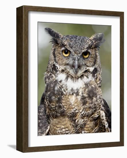 Great Horned Owl (Bubo Virginianus) in Captivity, Wasilla, Alaska, USA-James Hager-Framed Photographic Print