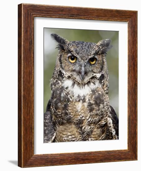 Great Horned Owl (Bubo Virginianus) in Captivity, Wasilla, Alaska, USA-James Hager-Framed Photographic Print