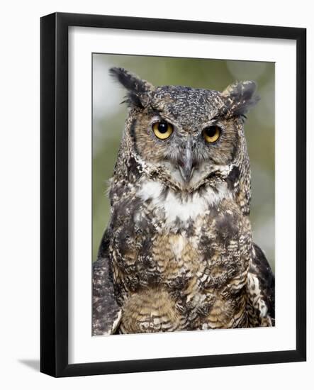 Great Horned Owl (Bubo Virginianus) in Captivity, Wasilla, Alaska, USA-James Hager-Framed Photographic Print