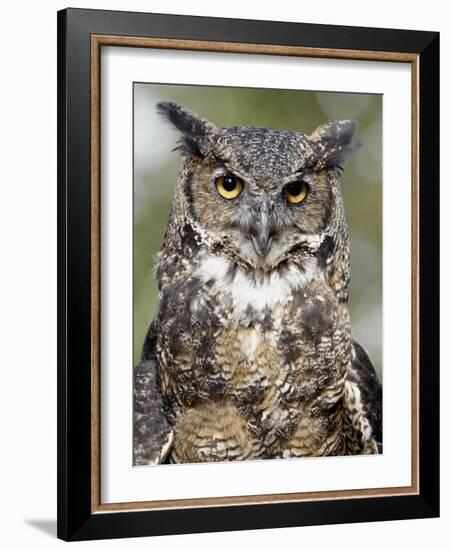 Great Horned Owl (Bubo Virginianus) in Captivity, Wasilla, Alaska, USA-James Hager-Framed Photographic Print