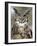 Great Horned Owl (Bubo Virginianus) in Captivity, Wasilla, Alaska, USA-James Hager-Framed Photographic Print