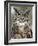 Great Horned Owl (Bubo Virginianus) in Captivity, Wasilla, Alaska, USA-James Hager-Framed Photographic Print