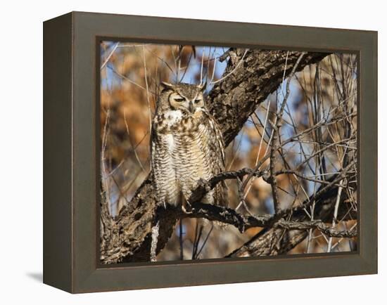 Great Horned Owl (Bubo Virginianus) Sleeping on Perch in Willow Tree, New Mexico, USA-Larry Ditto-Framed Premier Image Canvas