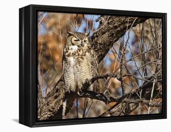 Great Horned Owl (Bubo Virginianus) Sleeping on Perch in Willow Tree, New Mexico, USA-Larry Ditto-Framed Premier Image Canvas