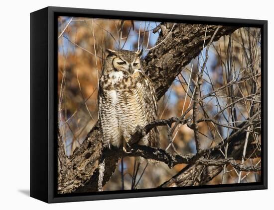 Great Horned Owl (Bubo Virginianus) Sleeping on Perch in Willow Tree, New Mexico, USA-Larry Ditto-Framed Premier Image Canvas