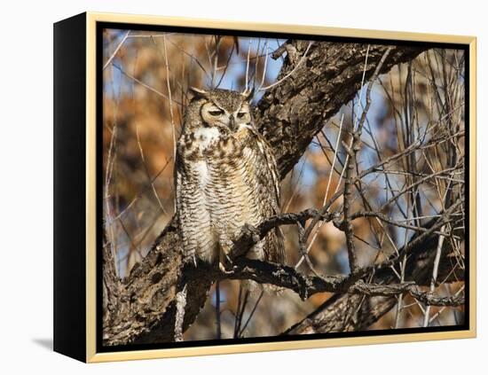 Great Horned Owl (Bubo Virginianus) Sleeping on Perch in Willow Tree, New Mexico, USA-Larry Ditto-Framed Premier Image Canvas