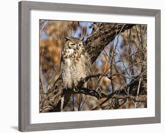 Great Horned Owl (Bubo Virginianus) Sleeping on Perch in Willow Tree, New Mexico, USA-Larry Ditto-Framed Photographic Print