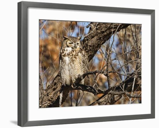 Great Horned Owl (Bubo Virginianus) Sleeping on Perch in Willow Tree, New Mexico, USA-Larry Ditto-Framed Photographic Print