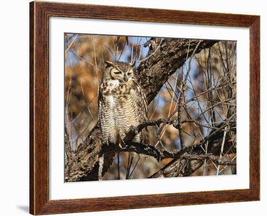 Great Horned Owl (Bubo Virginianus) Sleeping on Perch in Willow Tree, New Mexico, USA-Larry Ditto-Framed Photographic Print