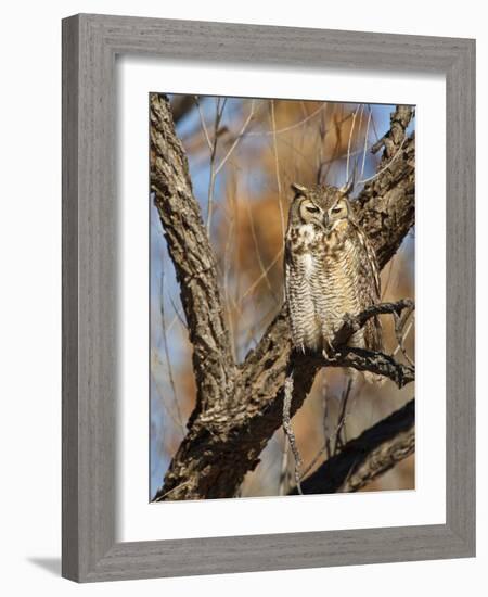 Great Horned Owl (Bubo Virginianus) Sleeping on Perch in Willow Tree, New Mexico, USA-Larry Ditto-Framed Photographic Print