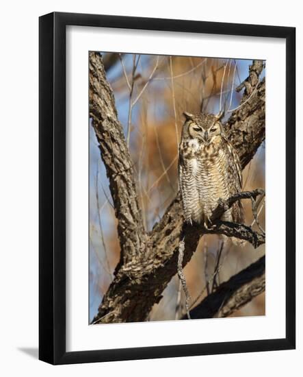 Great Horned Owl (Bubo Virginianus) Sleeping on Perch in Willow Tree, New Mexico, USA-Larry Ditto-Framed Photographic Print