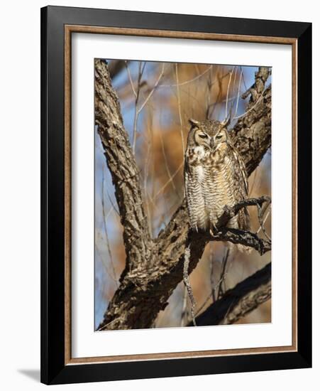 Great Horned Owl (Bubo Virginianus) Sleeping on Perch in Willow Tree, New Mexico, USA-Larry Ditto-Framed Photographic Print