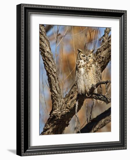 Great Horned Owl (Bubo Virginianus) Sleeping on Perch in Willow Tree, New Mexico, USA-Larry Ditto-Framed Photographic Print