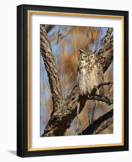 Great Horned Owl (Bubo Virginianus) Sleeping on Perch in Willow Tree, New Mexico, USA-Larry Ditto-Framed Photographic Print