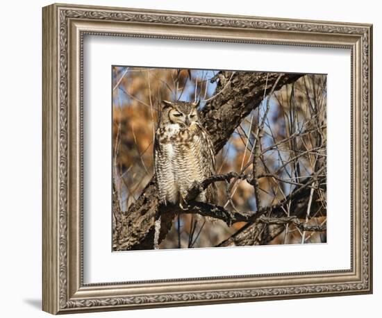 Great Horned Owl (Bubo Virginianus) Sleeping on Perch in Willow Tree, New Mexico, USA-Larry Ditto-Framed Photographic Print