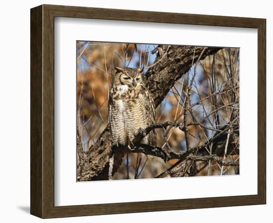 Great Horned Owl (Bubo Virginianus) Sleeping on Perch in Willow Tree, New Mexico, USA-Larry Ditto-Framed Photographic Print