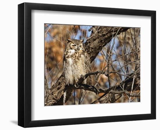 Great Horned Owl (Bubo Virginianus) Sleeping on Perch in Willow Tree, New Mexico, USA-Larry Ditto-Framed Photographic Print