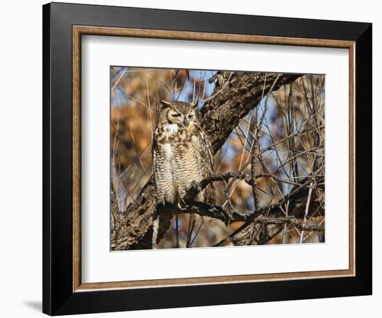 Great Horned Owl (Bubo Virginianus) Sleeping on Perch in Willow Tree, New Mexico, USA-Larry Ditto-Framed Photographic Print