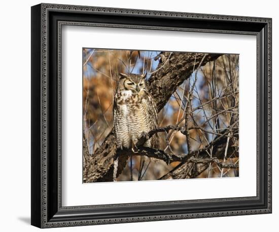 Great Horned Owl (Bubo Virginianus) Sleeping on Perch in Willow Tree, New Mexico, USA-Larry Ditto-Framed Photographic Print