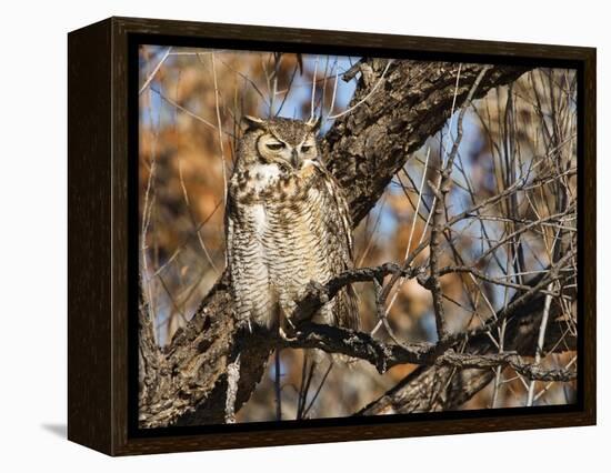 Great Horned Owl (Bubo Virginianus) Sleeping on Perch in Willow Tree, New Mexico, USA-Larry Ditto-Framed Premier Image Canvas