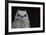 Great-horned Owl, Fledgling-Ken Archer-Framed Premium Photographic Print