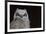 Great-horned Owl, Fledgling-Ken Archer-Framed Premium Photographic Print