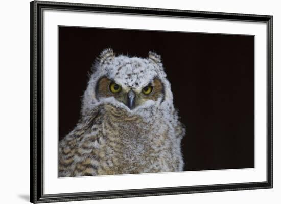 Great-horned Owl, Fledgling-Ken Archer-Framed Premium Photographic Print