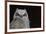 Great-horned Owl, Fledgling-Ken Archer-Framed Premium Photographic Print