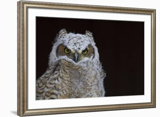 Great-horned Owl, Fledgling-Ken Archer-Framed Premium Photographic Print