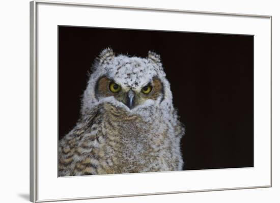 Great-horned Owl, Fledgling-Ken Archer-Framed Premium Photographic Print