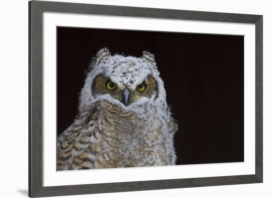 Great-horned Owl, Fledgling-Ken Archer-Framed Premium Photographic Print