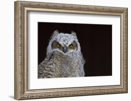 Great-horned Owl, Fledgling-Ken Archer-Framed Photographic Print