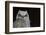 Great-horned Owl, Fledgling-Ken Archer-Framed Photographic Print