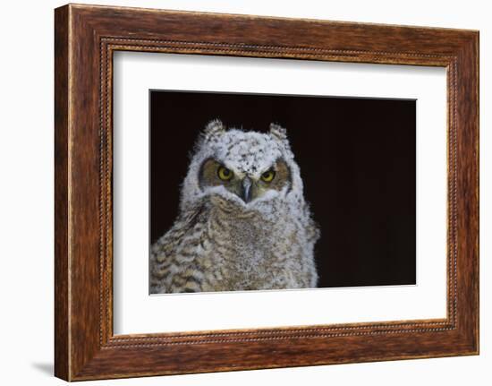 Great-horned Owl, Fledgling-Ken Archer-Framed Photographic Print